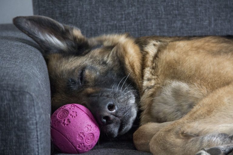 20 požymių, kad jūsų šuniui trūksta vitaminų