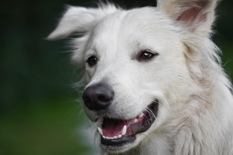 Veterinarai suskaičiavo: kiek kainuoja atidėliojimas ir kur šeimininkai praranda daugiausiai